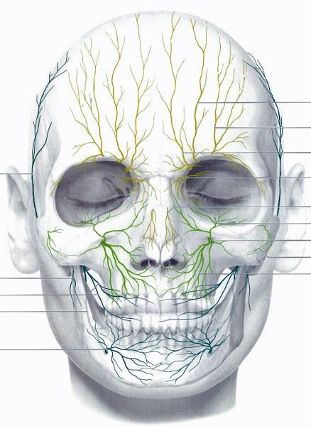 Anatomie