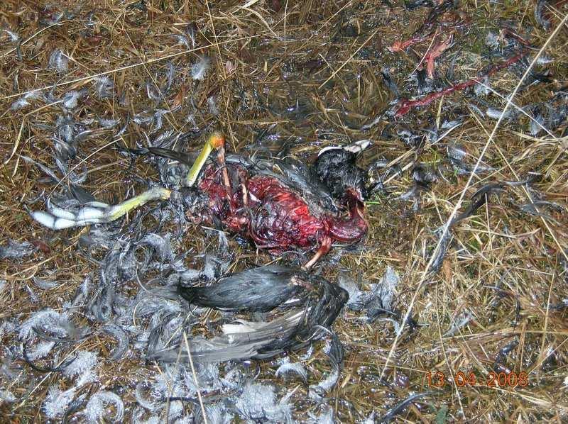 Eenmaal uit dit natte berkenbos zagen we twee kleine bonte spechten. Irene en evenlater ook Hans en Berend verlieten hier de groep en Sonja kwam de heren versterken.