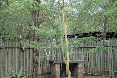 zie je Zazu zitten in de boma? impala in Marloth Park Wie loopt er zo elegant, maar vastberaden achter haar aan?