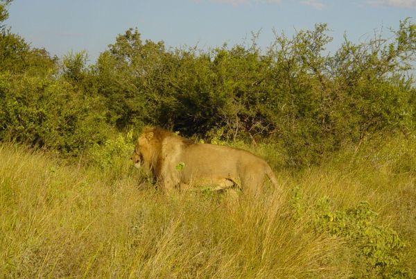 waardoor de reikwijdte groter werd. Kortom, we hebben een heerlijke vakantie in Mhofu gehad en heel veel mooie dieren gezien. Groetjes van Carla de King of Kruger p.s. Lieke wil graag weten wat "Mhofu" betekent.