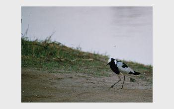 De waterhole is weer gerepareerd dus de dieren kunnen weer drinken.