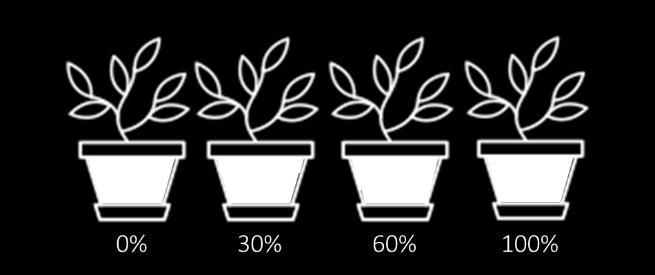 Potplantenproef jaar 2 Soorten: Juniperus s. Blue Arrow, Elaeagnus ebbingei, Cornus a.