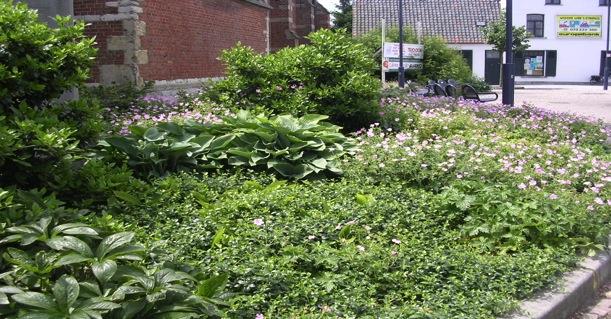 ONKRUID VOORKOMEN IN GROENZONES Snelle bedekking