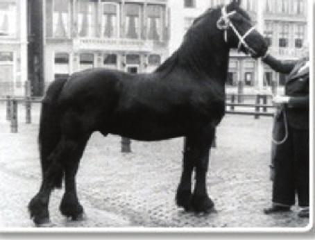 In het midden van Tsjechië, Frederiksborger met de grootmeester in de academische rijkunst Bent Branderup. De Frederiksborger.