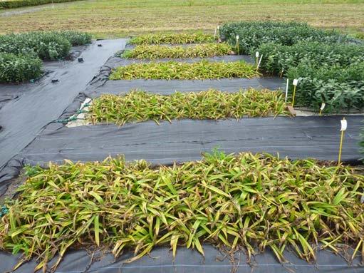 Foto 12: Gewas op 18 juli bij rooien. 3.2 Opbrengst en Bolkwaliteit De hyacinten zijn op 18 juli gerooid. In Tabel 1 zijn de opbrengsten weergegeven.