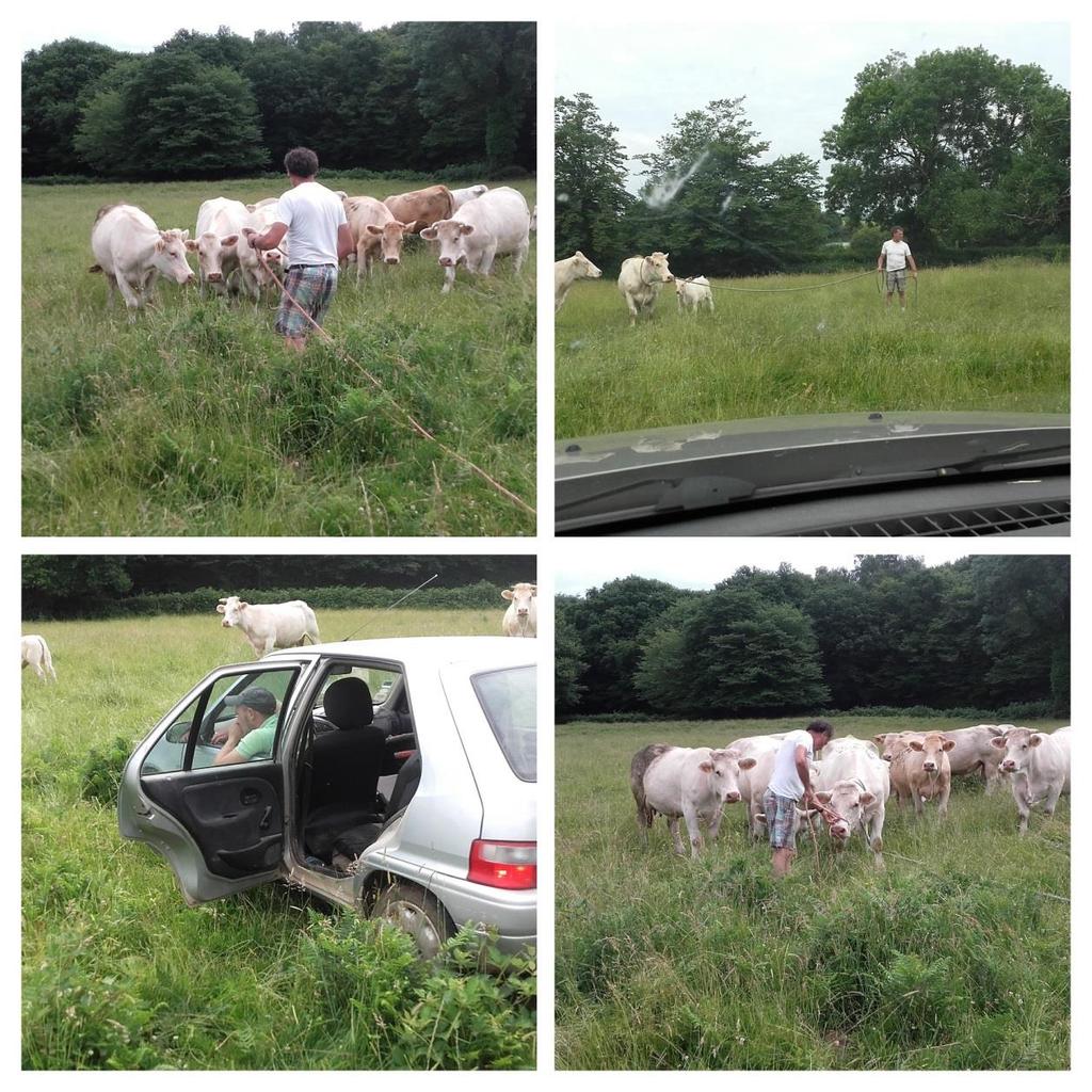 De moderne cowboy Het is prachtig zomer weer en de meeste koeien lopen buiten. En zo moet ik een visite rijden naar een boer met een kreupele koe.