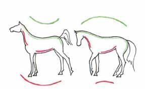 bestaat bij de meeste paarden uit 54 wervels. Deze wervels liggen goed beschermd door rugspieren en liggen relatief ver van de bovenkant van de rug af.