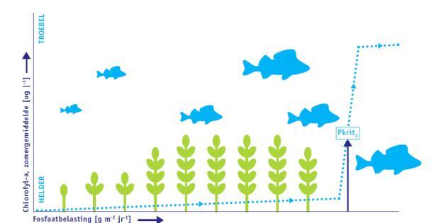 Inleiding Structuur heeft invloed op andere factoren van het watersysteem: Submerse vegetatie zwevend slib/doorzicht Emerse vegetatie nutriënten