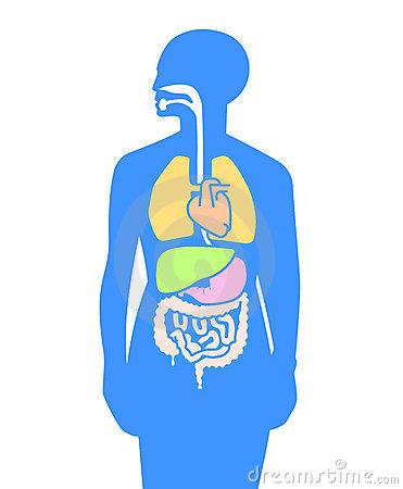 Uitleg autonome zenuwstelsel Parasympatisch - (Ortho)sympatisch