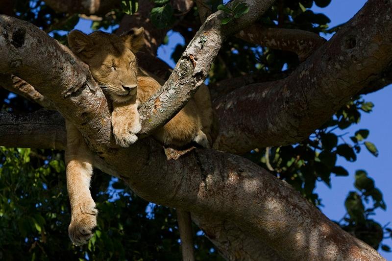 Dag 8: Kibale Forest ± Queen Elizabeth N.P. De Oeganda rondreis gaat verder naar het Queen Elizabeth Nationaal Park (entree inbegrepen in de reissom).