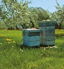 Hieruit blijkt de essentiële synergie tussen biodiversiteit en de beperking van en aanpassing aan klimaatverandering In het algemeen beschermen veel Natura 2000-gebieden ecosystemen (bijvoorbeeld