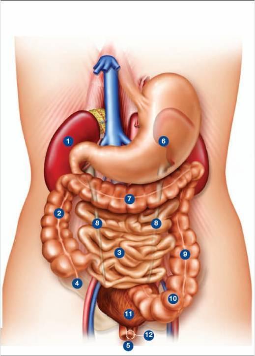 Anatomie