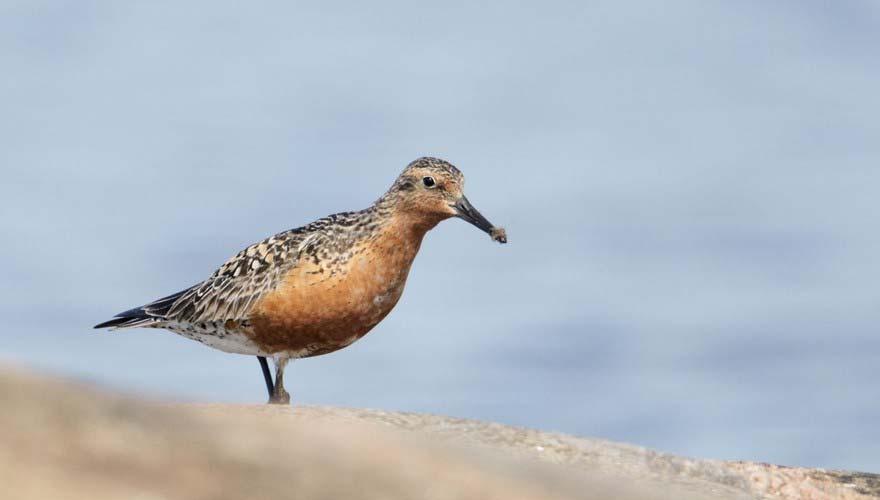 Page 2 of 4 Om te ontdekken hoe en waar trekvogels in de problemen komen als er ergens op de trekroute wat fout gaat een vroeg of juist laat voorjaar, een inpoldering of een overbevissingsincident