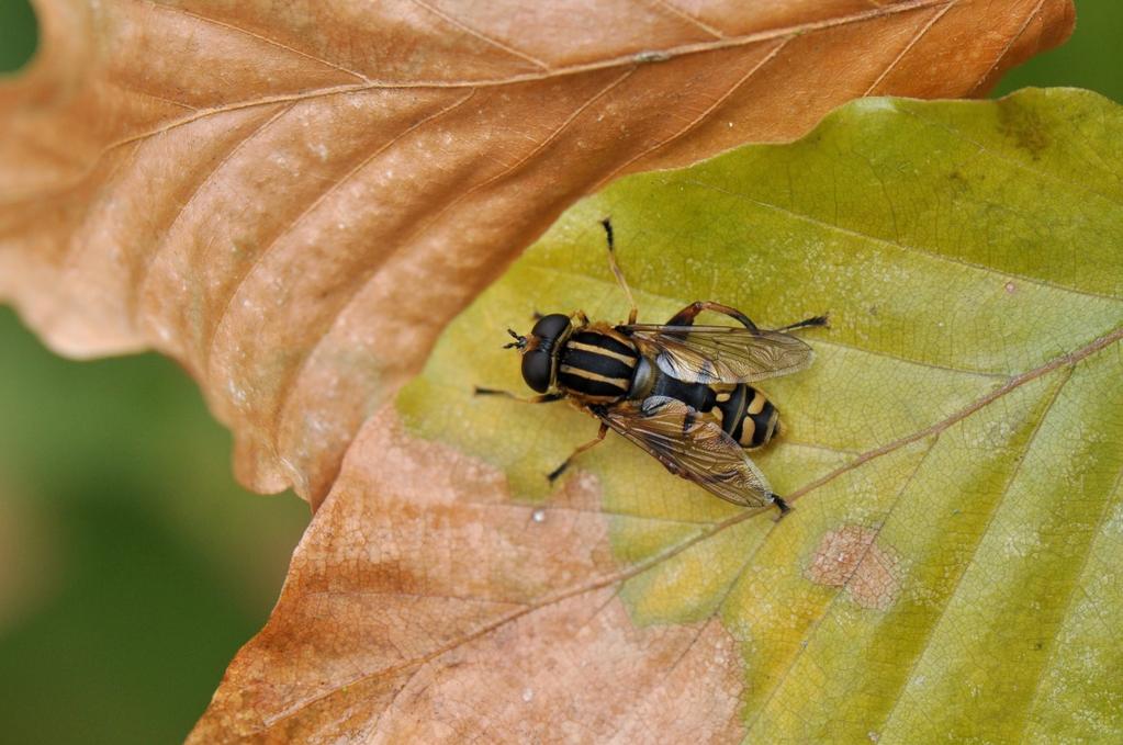 De stevige, waaiervormige hoeden zijn 3-8 cm groot en meestal niet dikker dan 2 mm.