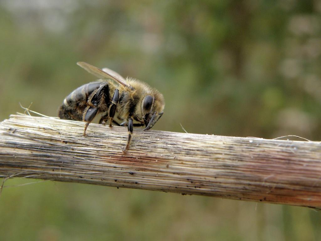 Deze honingbij vond het schijnbaar te koud om te vliegen. Misschien probeerde ze zich ook wel te herinneren waar ze eventueel nog nectar of stuifmeel kon halen.