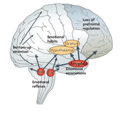 (2009) Stress signalling pathways that impair prefrontal cortex