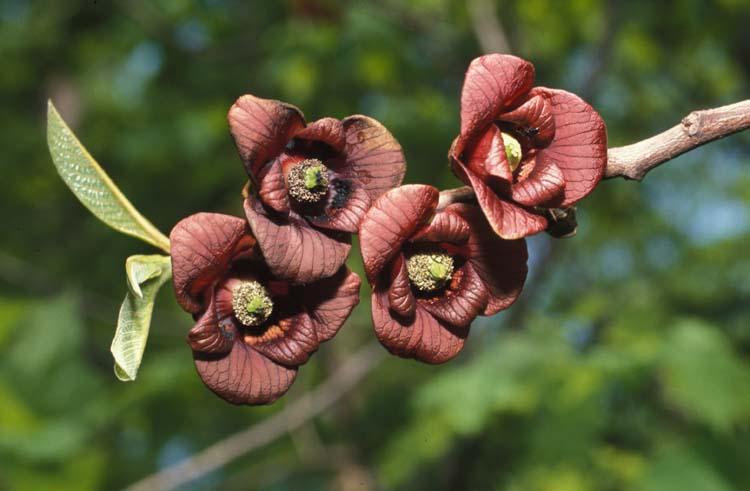 naar donker paarsbruin, ze verschijnen in de lente vóór de bladeren. De bloemen hebben 3 grote paarse buitenste bloembladeren en 3 kleinere paarse binnenste bloembladeren.