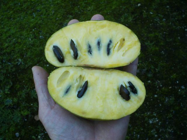 rijpe men wit vruchtvlees onmiddellijk peer, tot oranjekleurig bruinzwarte ananas lijkt de met tropen zaden zijn zachte een maar in vleugje van gedachten boter. is ongeveer bij chocolade.