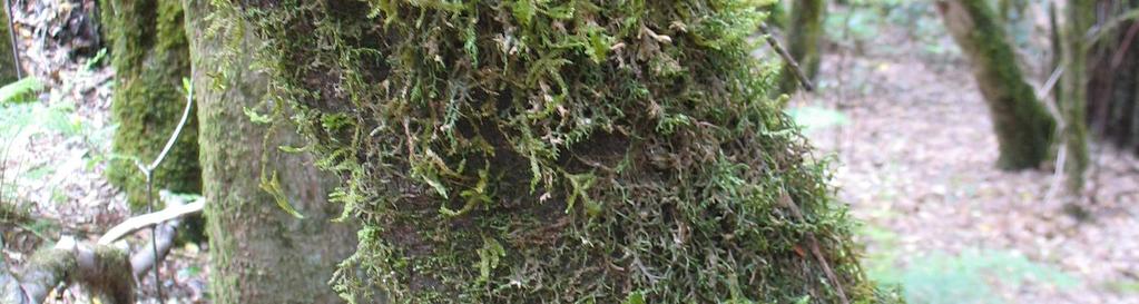 Deze soort leeft in de bomen en verschuilt zich onder en in het over- hangden mos (zie foto links).