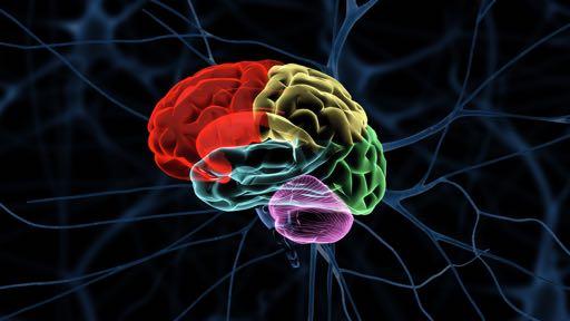 NEOCORTEX Hogere Functies Zintuigelijke waarneming Bewuste bewegingen Redeneren, abstract denken en taal CORPUS STRATIUM Beweging Verbinding tussen cerebrale cortex en