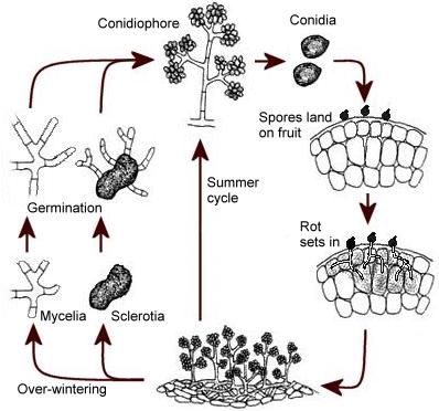 Levenscyclus Botrytis