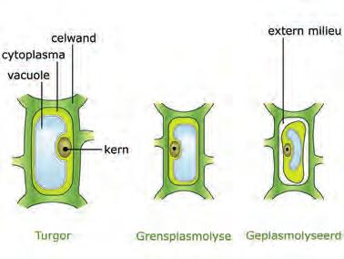 1 De plant verdampt water. Hierdoor wordt de koeling geregeld en water met voedingsstoffen opgenomen.