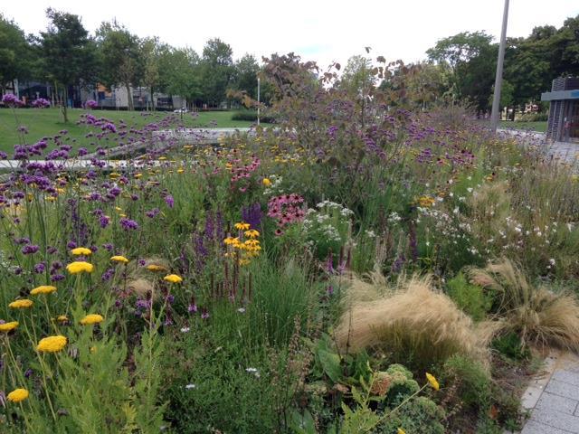 Suggesties: Concept: Prairie Garden - Een natuurlijk uitzicht, elk seizoen weer anders - Veel