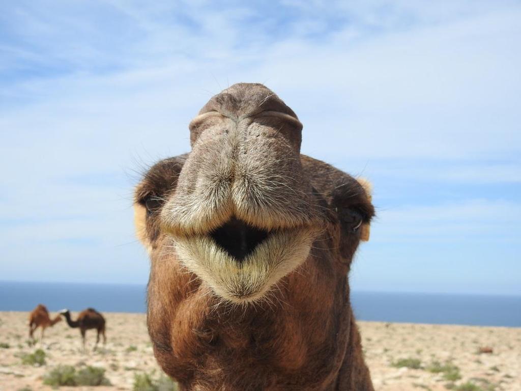 Deze kameel wilde
