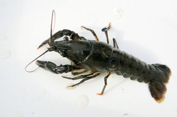 4 Foto : Ronald Ykema. In voorgaande jaren (inventarisaties in de Reeuwijkse Hout, de Heemtuin in de Goudse Hout en t Weegje) hebben wij nooit een rivierkreeft gevonden.