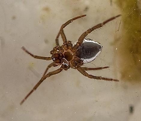 5 Waterspin. Foto: Ronald Ykema. Opvallend is, dat we dit jaar nergens schrijvertjes hebben ontdekt. Er zijn in alle 3 locaties steeds veel haftennimfen gevonden.