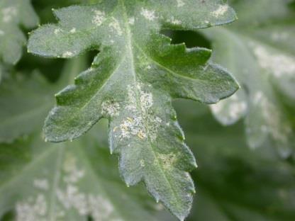Specifieke inocula verhogen resistentie van chrysant tegen trips Proportion of thrips