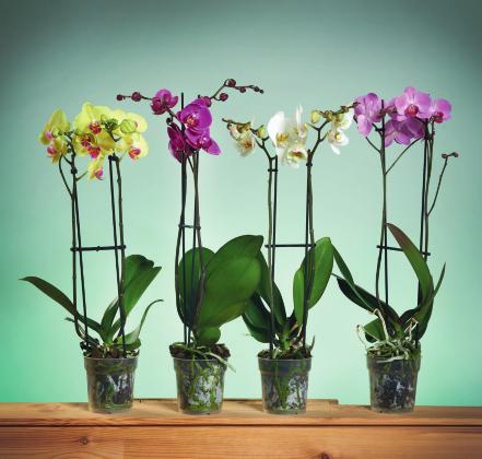 KOOPJES van de WEEK 4 99 ORCHIDEE 60-70 cm. 2 stengels.