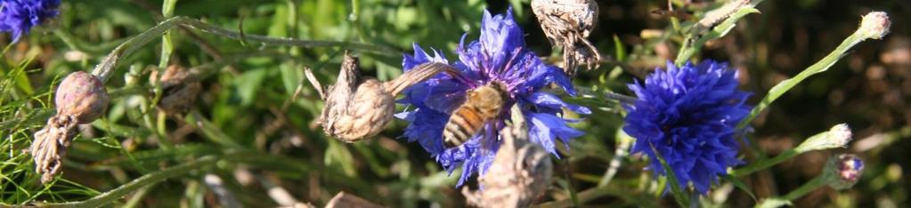 Soortkeuze: Ik baseer mij op gespecialiseerde bronnen om de bijenvriendelijke soorten te selecteren (bv.