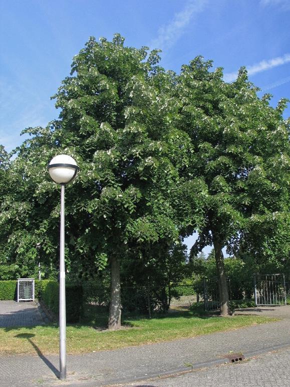 Groenaanplant Tilia tomentosa Brabant Zilverlinde Kegelvormige kroon