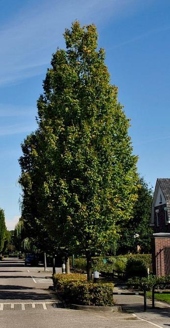 Groenaanplant Carpinus betulus Frans Fontaine Gewone haagbeuk Smalle