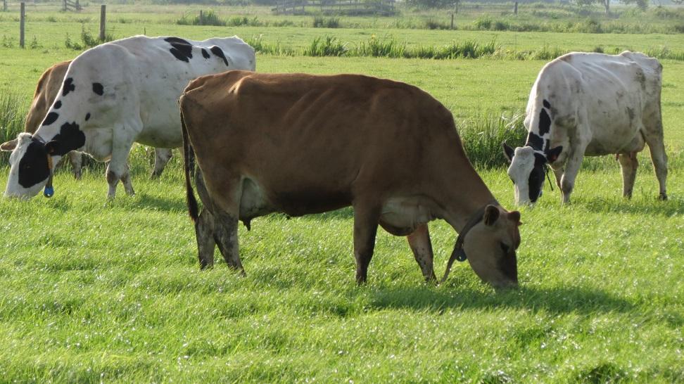 Diergedrag Meest opvallende van de gedragswaarnemingen is dat Holsteins langer herkauwen en dat Jerseys actiever zijn.