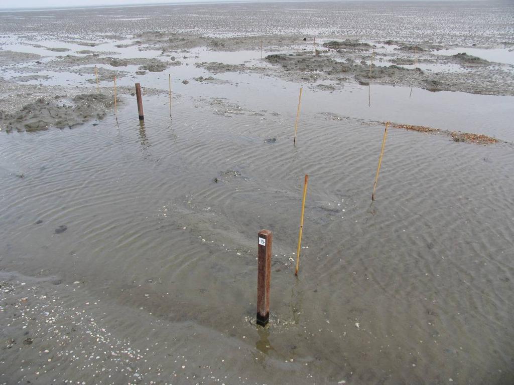 2.4 Roelshoek Zeegrasmitigaties Oosterschelde kort verslag werkbezoek maart 2010 RH08 Op Roelshoek blijft het aantal zeegrasscheuten per patch nog op 10 gemiddeld, afgenomen van 46 gemiddeld in