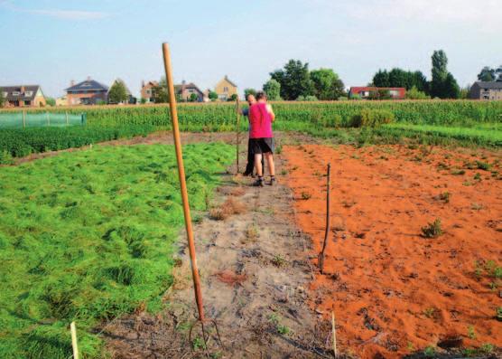 Ontwikkeling en implementatie van geïntegreerde bestrijding in zomerbloemen