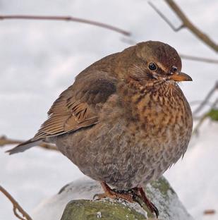 Zeehond Vos Wollige wintervacht Veel dieren trekken in de winter hun warme jas weer aan. Hun vacht wordt dikker en dat noemen we een wintervacht. De haren van deze vacht zijn lang, dik en wollig.