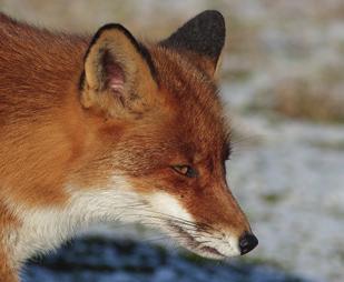 Warme vetlaag Sommige dieren krijgen een vetlaag in plaats van een dikke vacht. Vaak zijn dat dieren die in koud water leven, zoals zeehonden, maar ook watervogels.