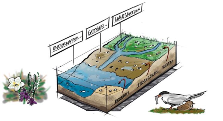 Figuur 14. Relatie tussen onderwater-, getijde- en landnatuur 2. Kennis vergroten van het functioneren van het ecosysteem, inclusief de aquatische voedselketen. 3.
