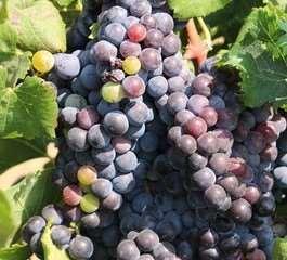 Stavroto: Een rode druif die exclusief wordt verbouwd in Rapsani ( midden Griekenland ), Op de berg Olympus. Wordt gebruik om blends te maken. Geeft een rode kleur aan de wijn.