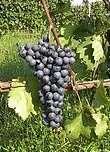 Agiorgitiko : Komt vooral voor in Nemea (Peloponnesos). St George druif genoemd. Resistent tegen hoge hitte.