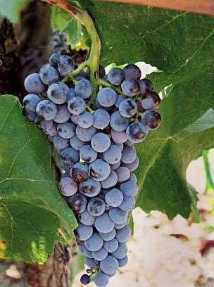Enkele Griekse druiven Xino-mavro: De naam betekent zuur en zwart. In het noorden. Vooral in Nuoussa streek. Wordt heel veel vergeleken pinot noir en nebbiolo. Kalkrijke kleigronden.