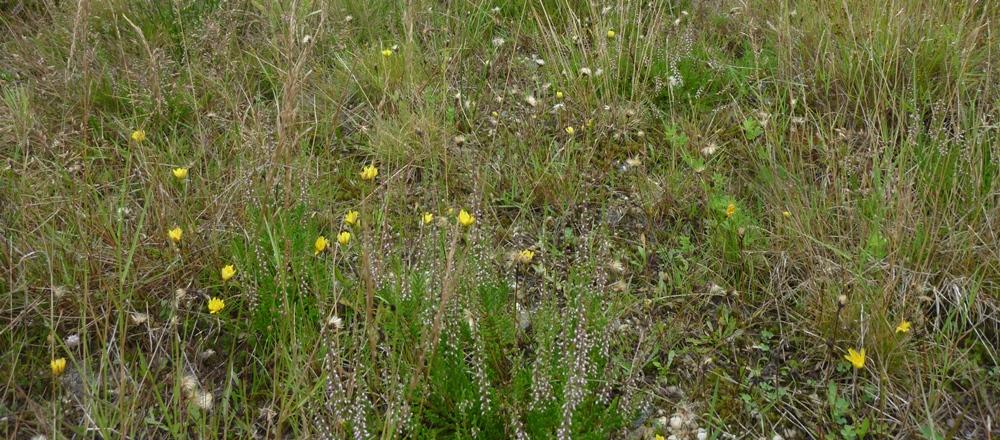 Dit zijn vegetaties die het midden houden tussen heide en een bloemrijk schraalland, waarin vaak bijzondere planten groeien. Op andere delen moeten deze heischrale graslanden zich nog ontwikkelen.