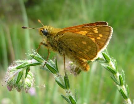 Het heideblauwtje, de bruine vuurvlinder en het groot dikkopje staan op de rode lijst van in Nederland bedreigde vlindersoorten.