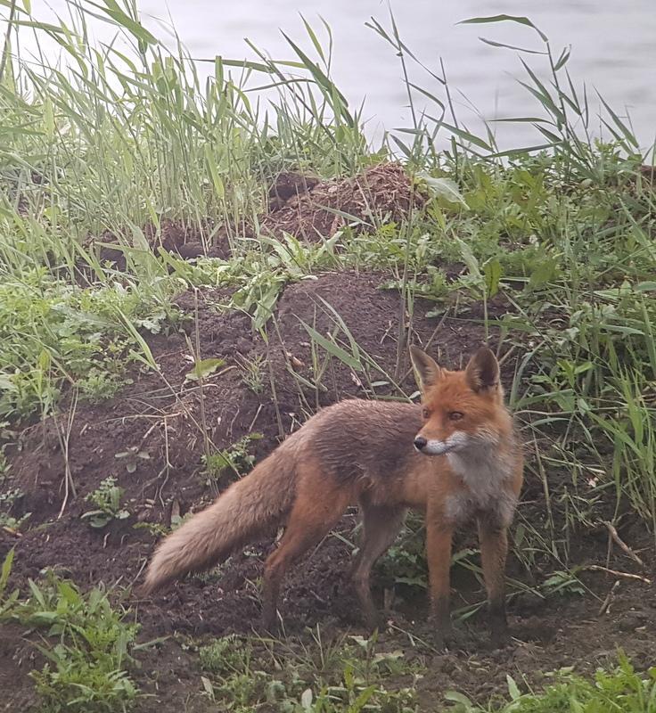 In de winter eten ze dagenlijks hertenbiefstuk en in het voorjaar