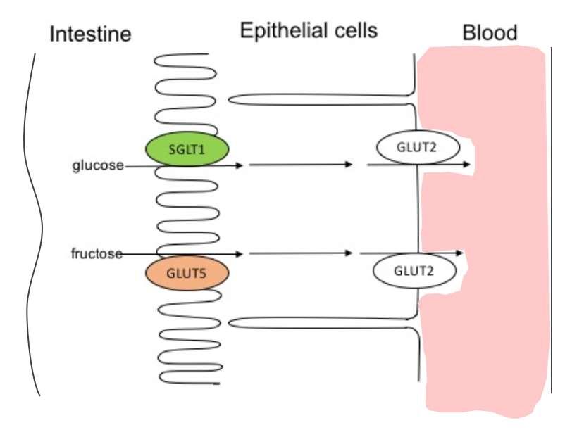 glucose opname: 60 gram per uur Glucose + Fructose: verhoogde opname: 90 gram per uur Vetten: Waarom belangrijk? Vocht: Waarom belangrijk?