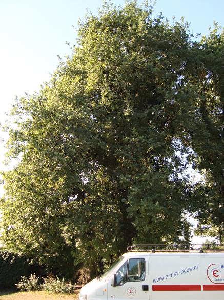 eik Mocht inpassing niet mogelijk of wenselijk zijn dan geldt voor deze boom een compensatie regeling in de vorm van herplant.