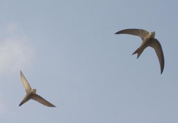 Hieronder vallen onder meer zoogdieren, vogels, amfibieën, reptielen en vissen, maar ook orchideeën, varens, insecten en schaaldieren.